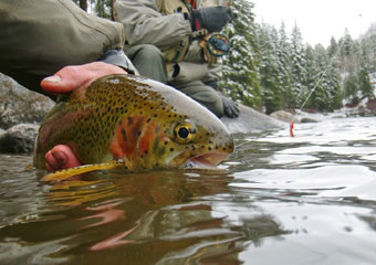 vail fly fishing